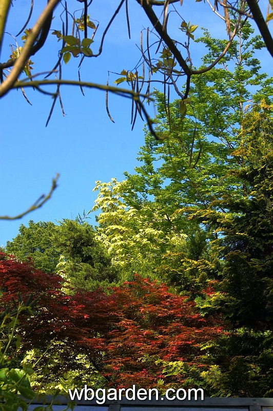 wbgarden spring 26.JPG